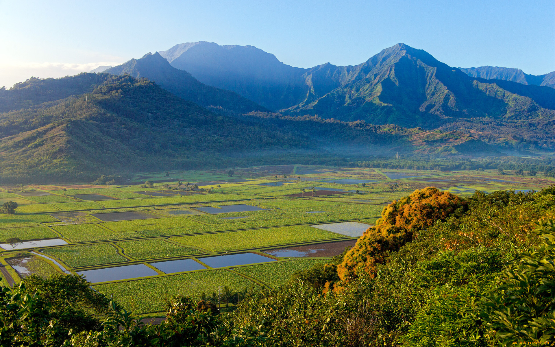 Поле e. Долина Ханалеи. Kaua‘i’s Hanalei Valley.